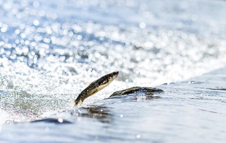 LA BIODIVERSITÀ DEL LAGO QINGHAI È SALVA, Mirabile Tibet