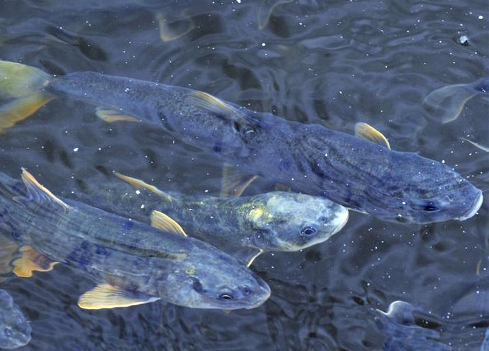 LA BIODIVERSITÀ DEL LAGO QINGHAI È SALVA, Mirabile Tibet