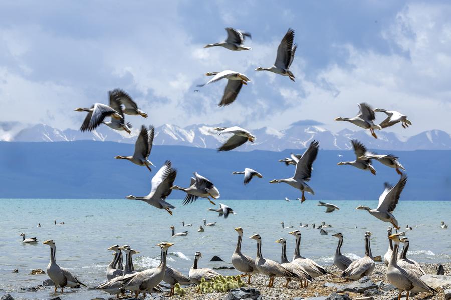 LA BIODIVERSITÀ DEL LAGO QINGHAI È SALVA, Mirabile Tibet