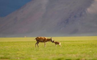 ALTOPIANO QINGHAI-TIBET: SPEDIZIONI SCIENTIFICHE E COOPERAZIONE, Mirabile Tibet