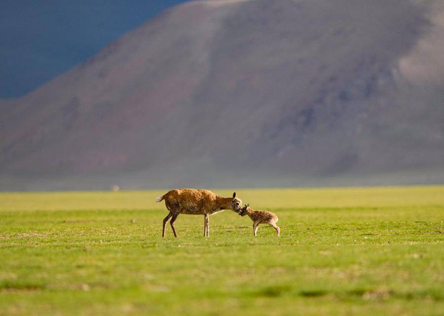 ALTOPIANO QINGHAI-TIBET: SPEDIZIONI SCIENTIFICHE E COOPERAZIONE, Mirabile Tibet