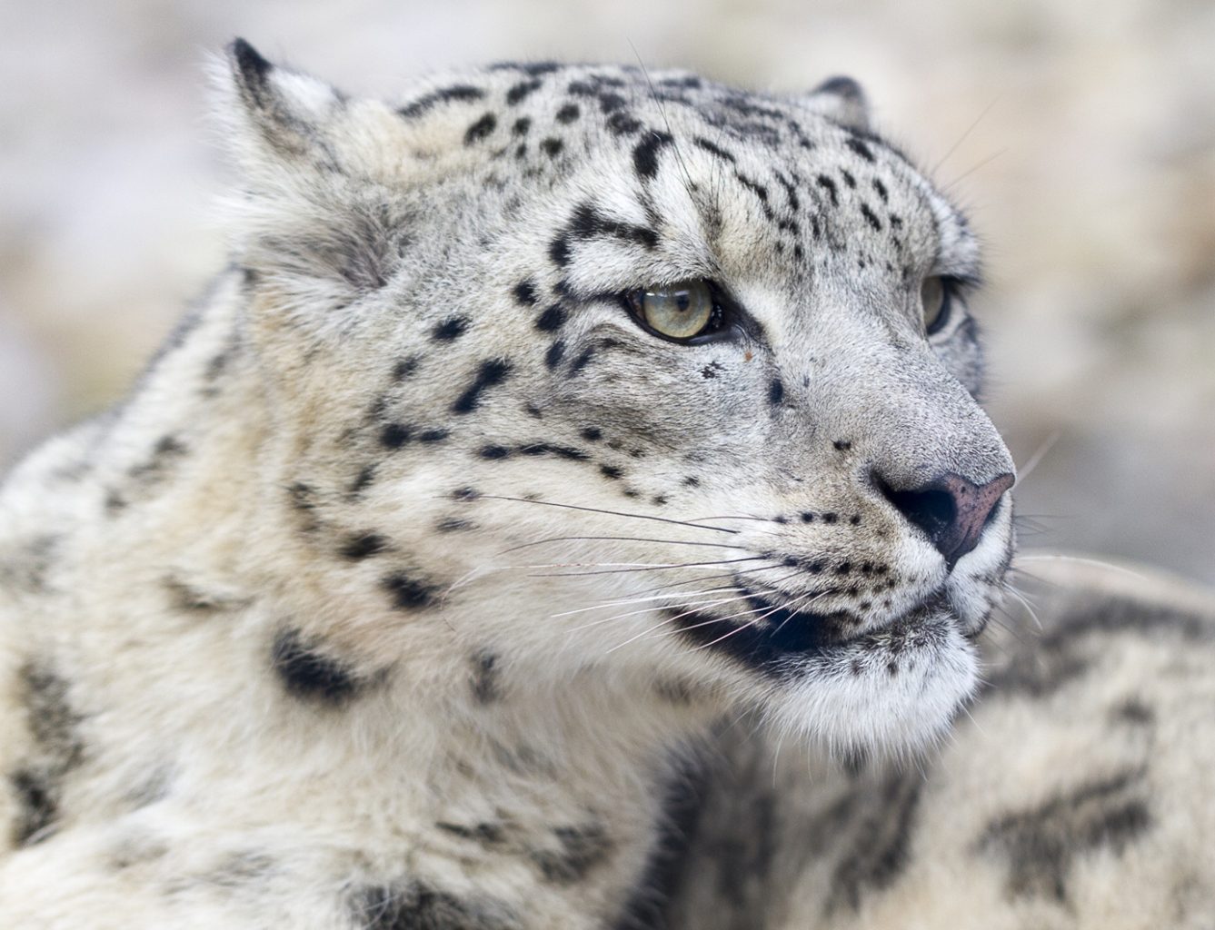 IL LEOPARDO DELLE NEVI TORNA NEL QINGHAI-TIBET, Mirabile Tibet