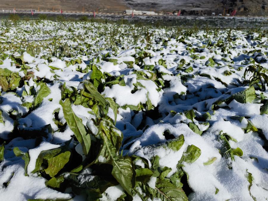 GREENING IN PROGRESS: NEL TIBET, IL FORAGGIO È SPAZIALE, Mirabile Tibet